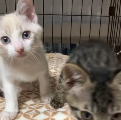 一緒にこちらにくる