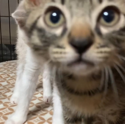 はるさめくんアップ