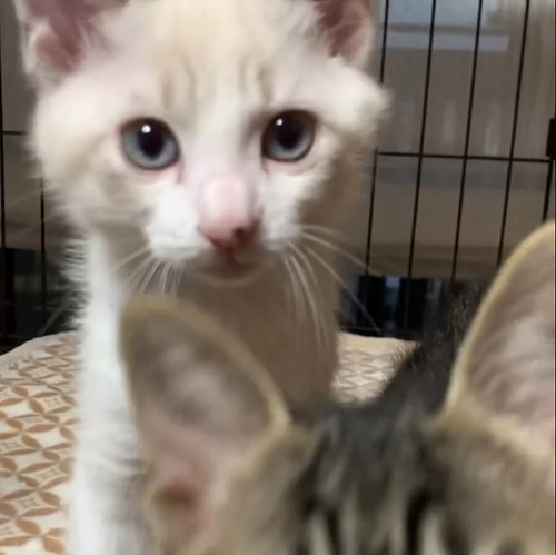 マロニーくんアップ