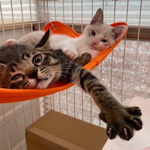 トライアル先でハンモックに乗る2匹