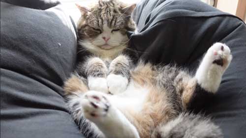 Yogiboでくつろぐ猫