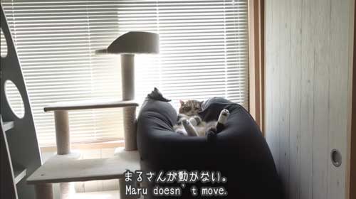 Yogiboでくつろぐ猫