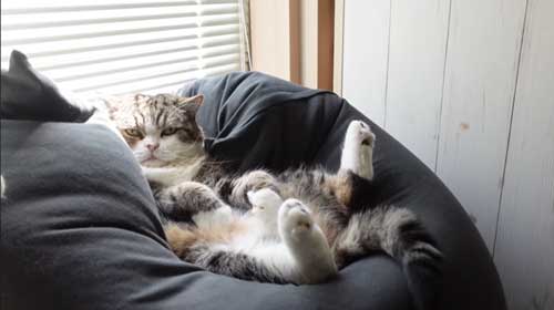 Yogiboでくつろぐ猫