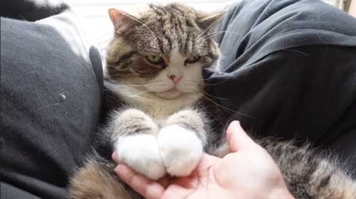 Yogiboでくつろぐ猫