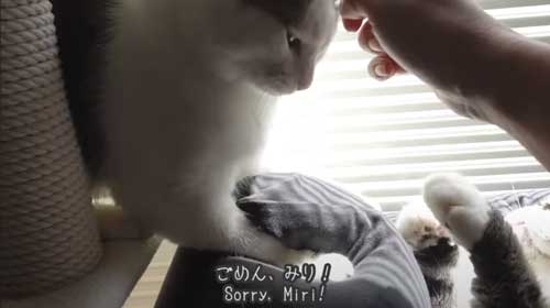 Yogiboでくつろぐ猫