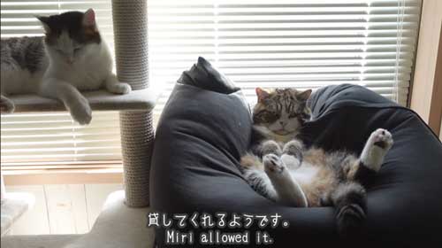 Yogiboでくつろぐ猫