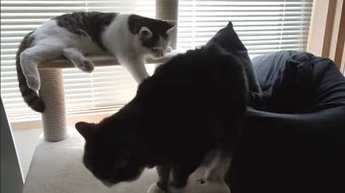 Yogiboでくつろぐ猫