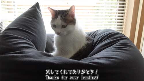 Yogiboでくつろぐ猫