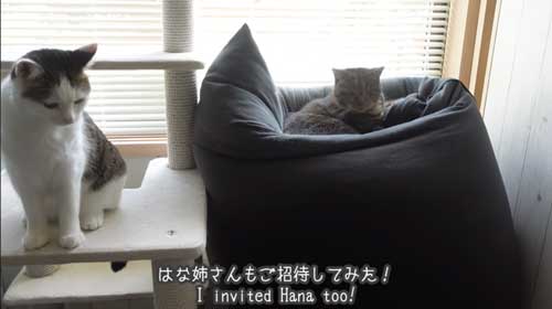 Yogiboでくつろぐ猫