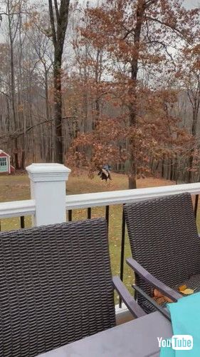 「Exciting Equine Endowment || ViralHog」