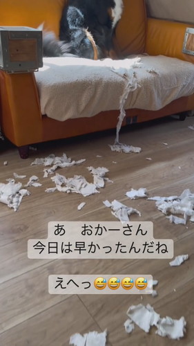 いたずらしちゃったワンコ