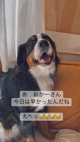 いたずらしちゃったワンコ