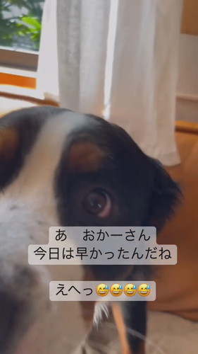 いたずらしちゃったワンコ