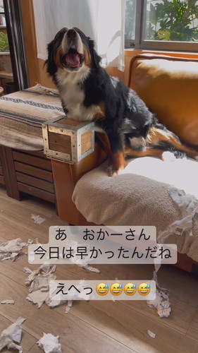 いたずらしちゃったワンコ