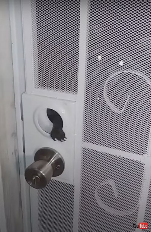 ドアの隙間から食べ物をもらうアライグマ