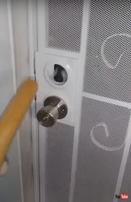 ドアの隙間から食べ物をもらうアライグマ