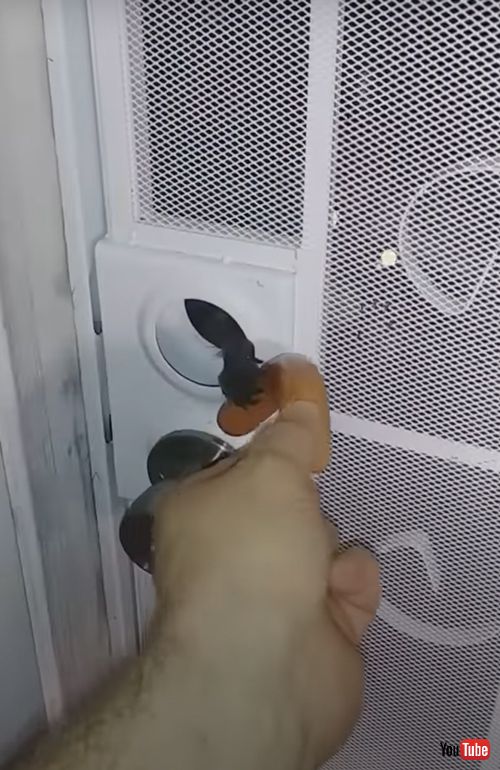 ドアの隙間から食べ物をもらうアライグマ