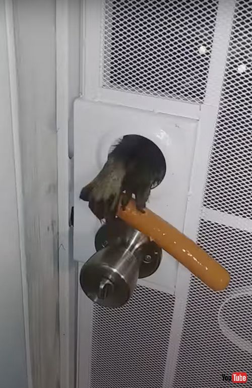 ドアの隙間から食べ物をもらうアライグマ