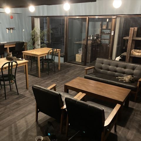 テーブルとソファにいる猫