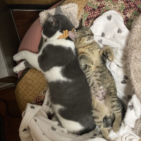 寝転がるほごねこ2匹