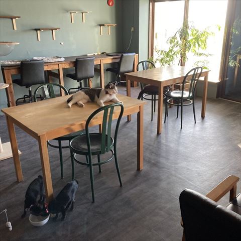 テーブルにいる猫ちゃん