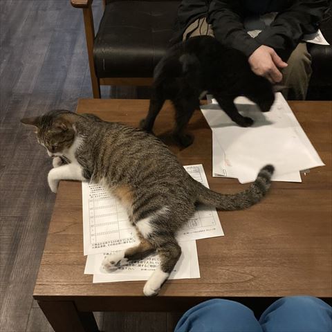 書類の上に猫