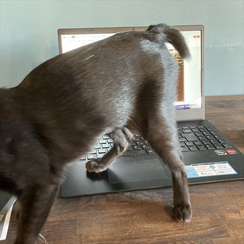 パソコンと猫ちゃんのお尻