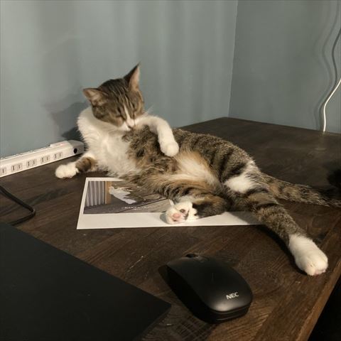 書類の上でお腹なめる猫