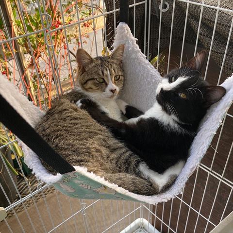 ハンモック猫