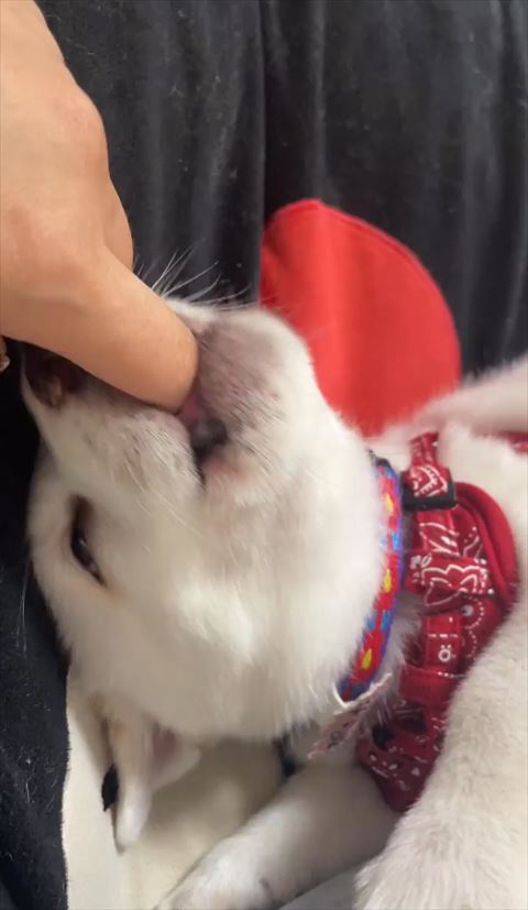 上向いて指すうワンコ