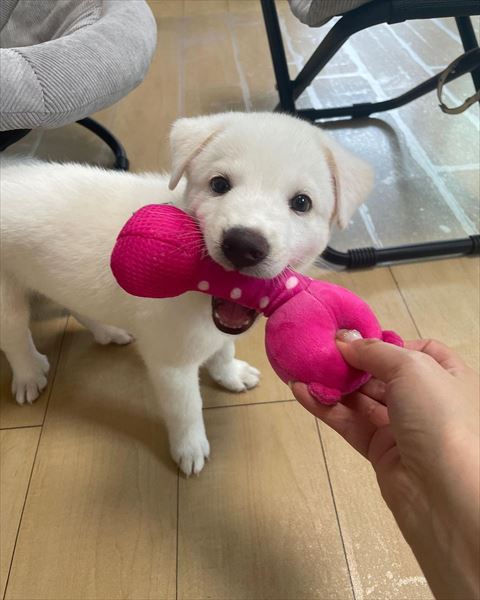 おもちゃくわえる子犬