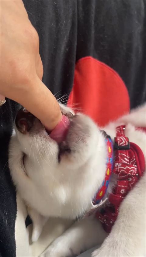 上向いて舌だしてる