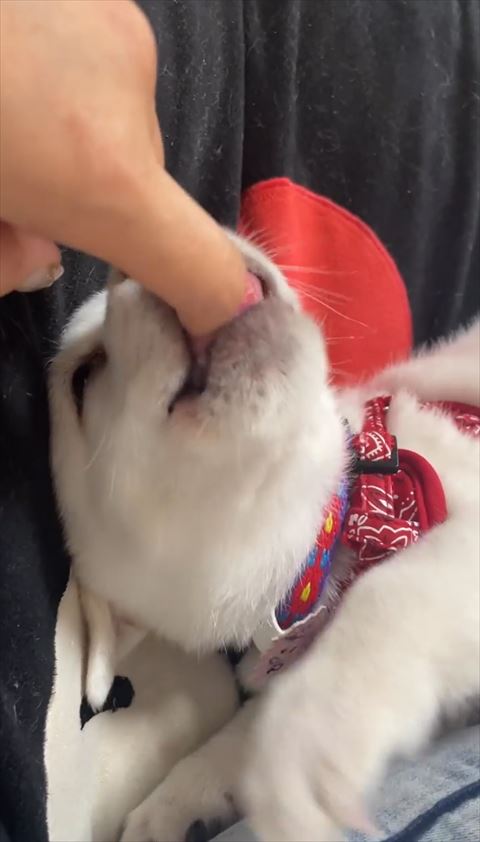 前足動かしてる