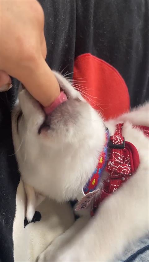 少し舌だして吸う