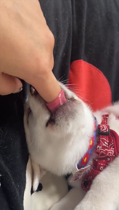 指を舌でしっかり包み込む