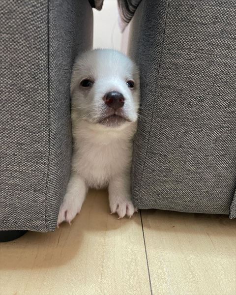 ソファの間子犬