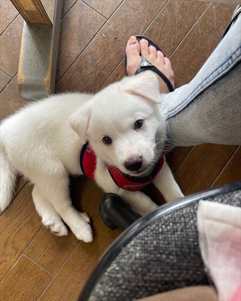 足に寄り添う子犬