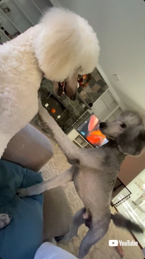 兄弟をつつく犬