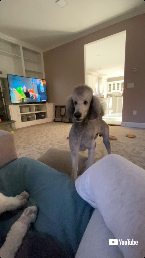 トリミング後の犬