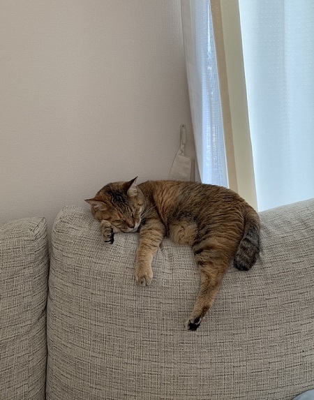 ソファで寝る猫