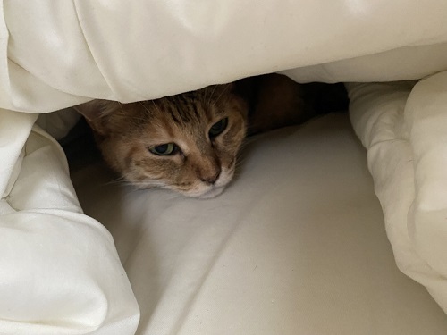 お布団で寝る猫