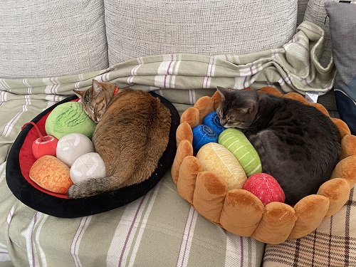 猫ベッドで寝る猫