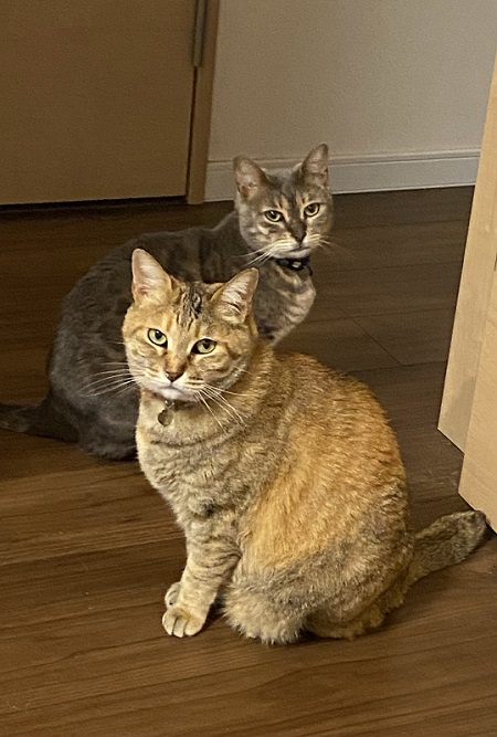 猫のカメラ目線