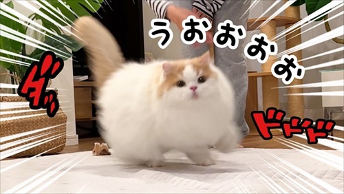 体調が復活した猫ちゃん