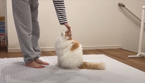 体調が復活した猫ちゃん