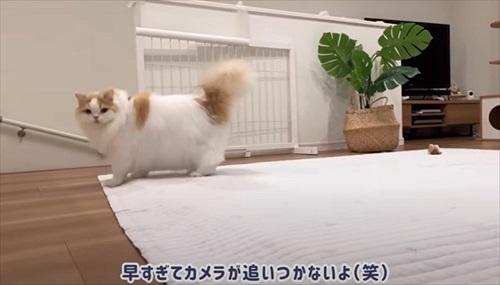 体調が復活した猫ちゃん