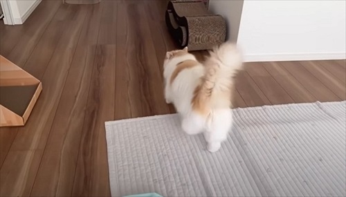 体調が復活した猫ちゃん