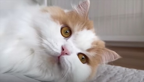 体調が復活した猫ちゃん