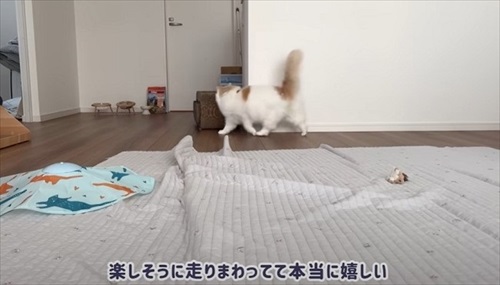 体調が復活した猫ちゃん