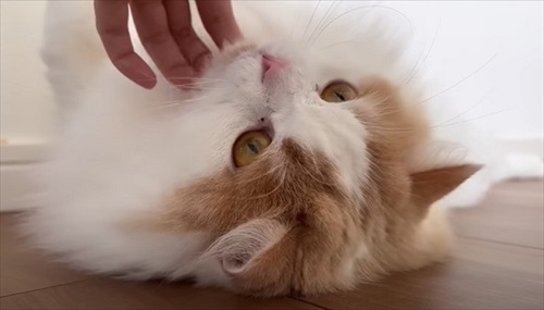 体調が復活した猫ちゃん